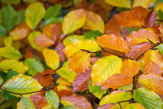 Bunte Bl&auml;tter der Rotbuche (Fagus sylvatica) im Herbst