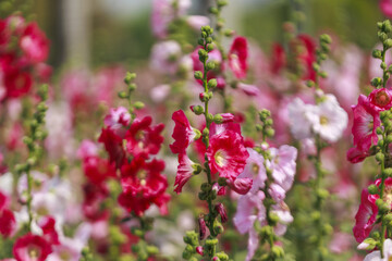 Obraz premium Vibrant red and pink hollyhocks bloom in lush garden, showcasing their tall, elegant stalks and delicate petals. blurred background enhances focus on these beautiful flowers