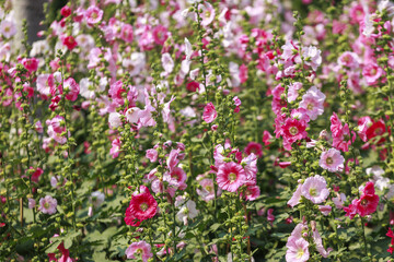 Fototapeta premium Vibrant field of pink and white hollyhocks in full bloom creates lively and colorful scene. tall, slender stems are adorned with lush green leaves, adding to garden natural beauty