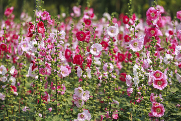 Fototapeta premium Vibrant field of pink and red hollyhocks in full bloom, showcasing tall stems and lush green leaves under clear sky. scene exudes sense of tranquility and natural beauty