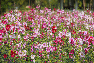 Vibrant field of pink and red hollyhocks full bloom creates lively and colorful scene. tall flowers stand proudly, showcasing their delicate petals against lush green backdrop, evoking sense