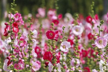Obraz premium Vibrant field of pink and red hollyhocks in full bloom, showcasing tall stems and lush petals under sunlight. scene captures essence of lively summer garden
