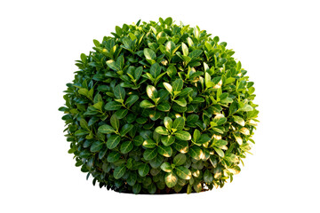 Fototapeta premium Spherical Green Topiary Bush with Glossy Leaves