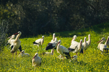 Group of white storks foraging in a flowering meadow, showcasing natural wildlife behavior in a rural landscape.