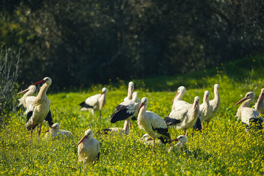 Group of white storks foraging in a flowering meadow, showcasing natural wildlife behavior in a rural landscape.