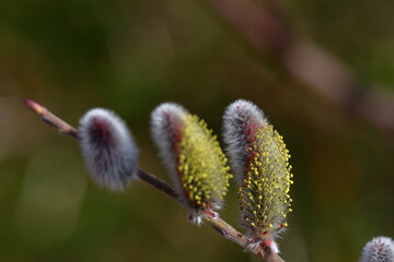 Obraz premium 猫の尻尾に似た花