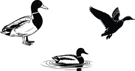 Fototapeta premium Duck illustration set showing standing flying and swimming poses, detailed wildlife bird artwork isolated on white background vector style nature design classic