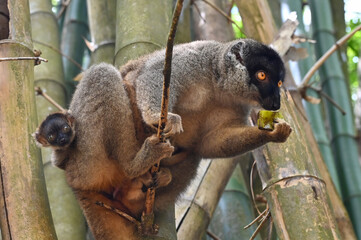 Fototapeta premium Brown lemur - with cub Eulemur fulvus, nature of Madagascar.