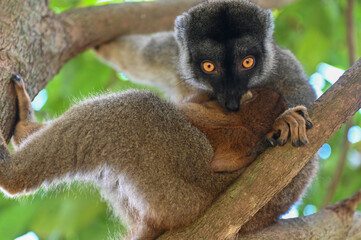 Fototapeta premium Brown lemur - with cub Eulemur fulvus, nature of Madagascar.