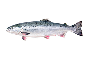 Fresh Atlantic Salmon Whole Fish