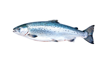 Fresh Atlantic Salmon Fish Isolated on White
