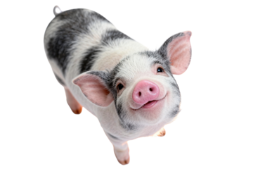 Cute Spotted Piglet Looking Upwards
