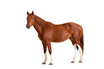Obraz premium Chestnut Horse with White Legs in Isolated View