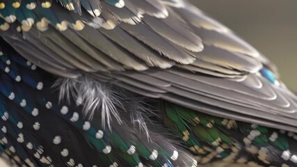 bird feathers ruffling in wind. Close-up of a birdâs feathers ruffling in a light breeze, individual feathers lifting and settling with natural motion.