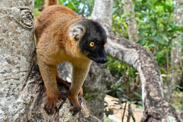 Fototapeta premium Common brown lemur - close up, portrait Eulemur fulvus , Madagascar nature.