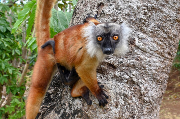 Fototapeta premium Black lemur - female and male with cub Eulemur macaco in the wild of the Madagascar forest
