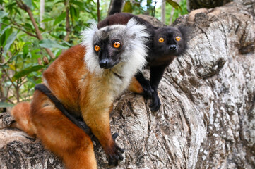 Fototapeta premium Black lemur - female and male with cub Eulemur macaco in the wild of the Madagascar forest