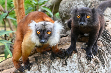 Fototapeta premium Black lemur - female and male with cub Eulemur macaco in the wild of the Madagascar forest