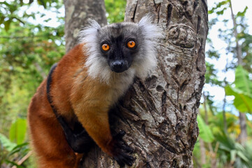 Fototapeta premium Black lemur - female with cub Eulemur macaco in the wild of the Madagascar forest