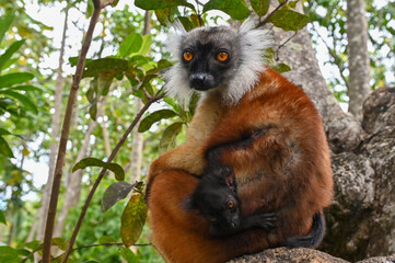Fototapeta premium Black lemur - female with cub Eulemur macaco in the wild of the Madagascar forest