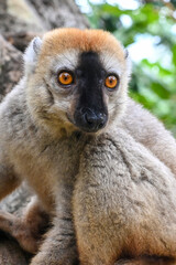 Fototapeta premium Red-fronted Brown Lemur, Eulemur fulvus, Madagascar nature,