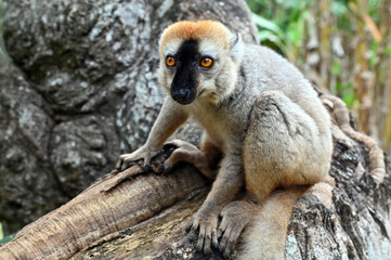Fototapeta premium Red-fronted Brown Lemur, Eulemur fulvus, Madagascar nature,