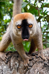 Fototapeta premium Red-fronted Brown Lemur, Eulemur fulvus, Madagascar nature,