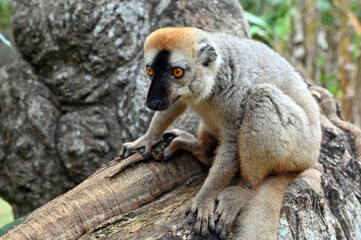 Fototapeta premium Red-fronted Brown Lemur, Eulemur fulvus, Madagascar nature,