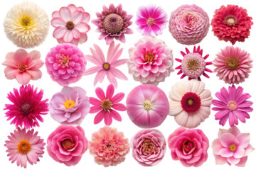 Pink and white flowers on black background pink flowers
