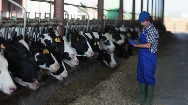 Man vet farm staff worker in blue jumpsuit with tablet walks along stall with cows, enters information about animals in online resource.