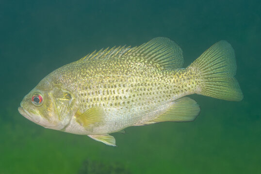 Rock bass Ambloplites rupestris swimming underwater in natural habitat