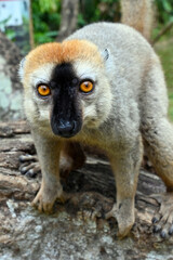 Fototapeta premium Wild Red Fronted Brown Lemur in Madagascar 