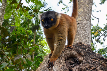 Fototapeta premium Common brown lemur, Eulemur fulvus, Madagascar nature,