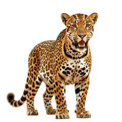 Fototapeta premium Powerful Leopard Standing Proudly in Nature