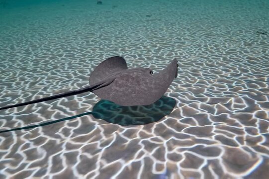 Single southern stingray gracefully swimming in shallow turquoise water over a sandy seabed. Sunlight creating beautiful caustic patterns on the ocean floor