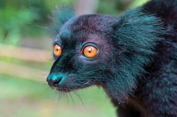Fototapeta premium Black lemur - Eulemur macaco male in the wild of the Madagascar forest