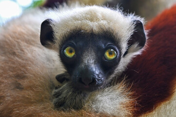 Fototapeta premium Coquerel s Sifaka - cub (Propithecus coquereli). Endangered and endemic to Madagascar
