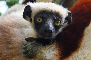 Fototapeta premium Coquerel s Sifaka - cub (Propithecus coquereli). Endangered and endemic to Madagascar