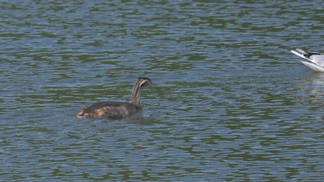 Great Crested Grebe (Podiceps cristatus) juvenile - almost full grown but with immature plumage - apparently chasing a gull on a lake before flying off and landing on the water. August, Kent, UK. 