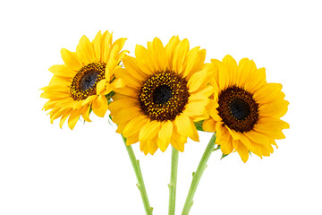 Obraz premium Three Bright Yellow Sunflowers Isolated on White