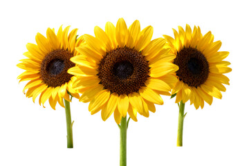Obraz premium Three Yellow Sunflowers with Green Stems