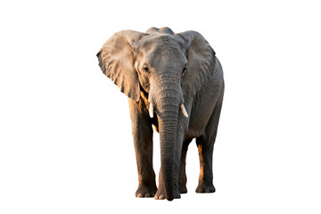 Obraz premium Portrait of a Young African Elephant with Tusks