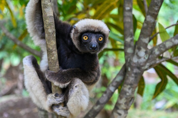 Fototapeta premium Coquerel s Sifaka (Propithecus coquereli). Endangered and endemic to Madagascar.