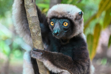 Fototapeta premium Coquerel s Sifaka (Propithecus coquereli). Endangered and endemic to Madagascar.