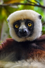 Fototapeta premium Coquerel s Sifaka (Propithecus coquereli). Endangered and endemic to Madagascar.