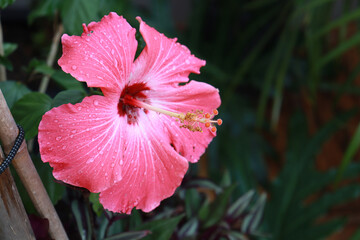 flor de hibisco 