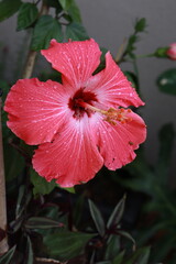flor de hibisco 