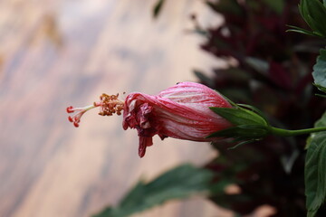 flor de hibisco 
