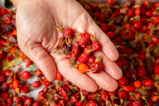 superfoods, dried red rosehip berries in man hand for brewing tea