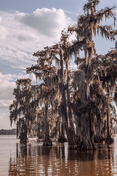 Lake Martin - Louisiana 